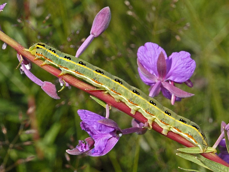 Un bel bruco su Epilobium - da identificare